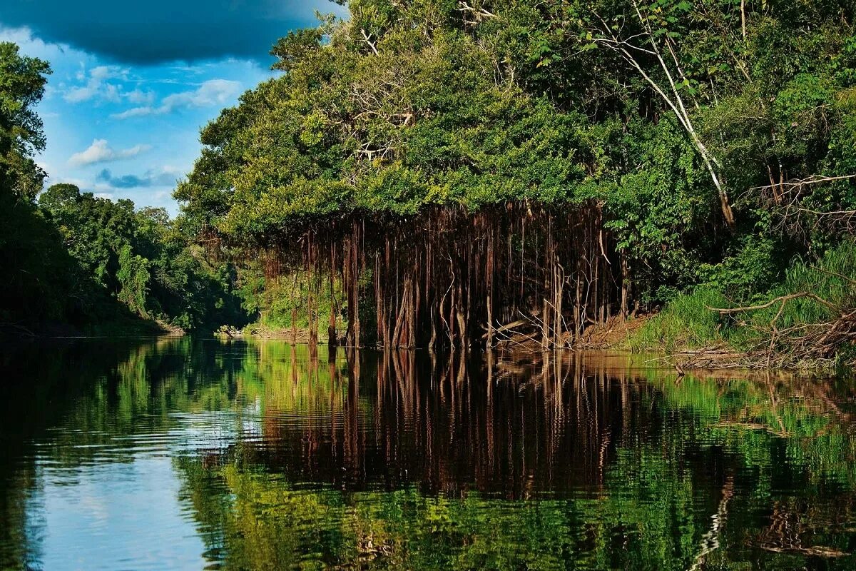Amazon borneo congo. Бразилия тропические леса Сельва. Бразилия джунгли Амазонии. Тропические леса амазонки в Бразилии. Амазонская Сельва Южной Америки.