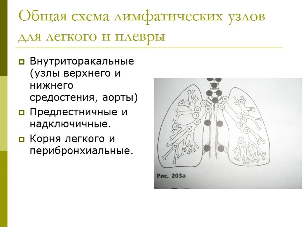 Узлы в легких что это. Схема лимфатических узлов легких. Региональные лимфатические узлы легких. Внутрилегочные лимфатические узлы. Внутрилегочные лимфатические узлы легких.