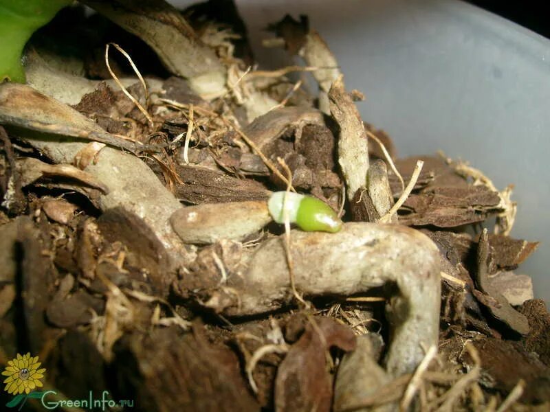 Орхидея из пенька. Вырастить орхидею из корня без листьев. Выросло из корня орхидеи. Вырастить орхидею из корня без листьев. Реанимация орхидеи без корней во мхе сфагнуме.