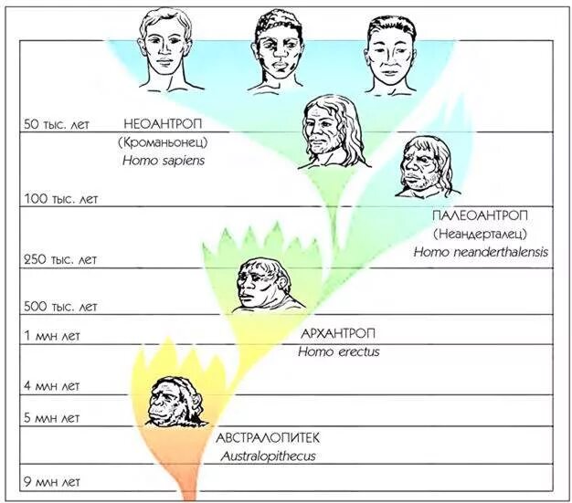 Человеческие расы их родство и происхождение. Древо человеческих рас. Древо человека биология 9 класс. Органические Эволюция человек.