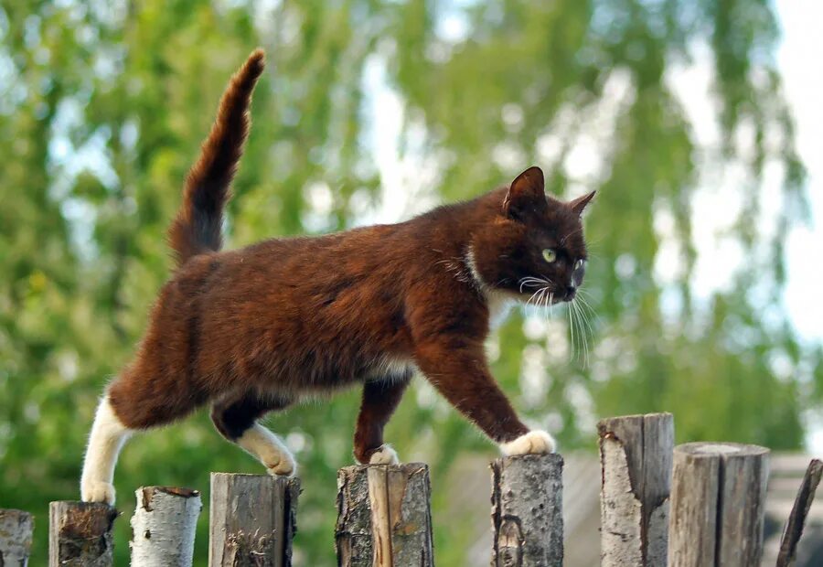 Кот на заборе. Коты на заборе. Кот идет. Дворовый кот.