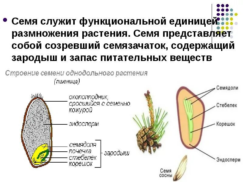 Строение семени покрытосеменных. Строение семени покрытосеменных растений. Строение семени голосеменных растений. Строение семени запас питательных веществ. Строение семени сосны.