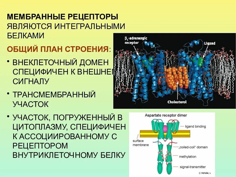 Строение клеточного рецептора физиология. Классификация рецепторов клеточной мембраны. Классификация внутриклеточных рецепторов.. Классификация мембранных рецепторов.