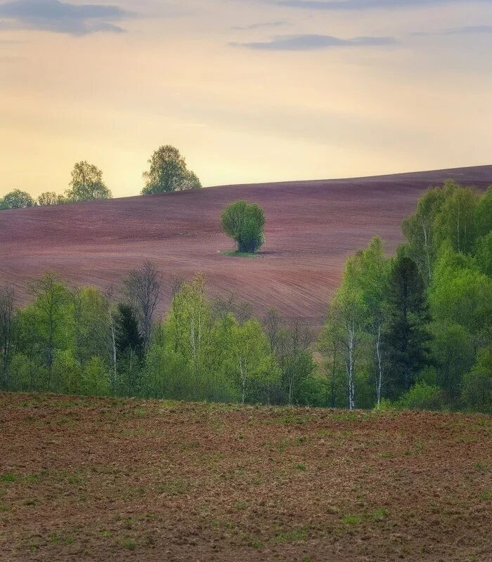 Поле почему е. Поле весной. природа изменчива. вечная природа.