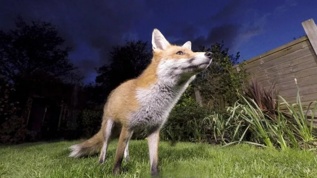 Большая лиса. Лиса ДВФУ. Лиса в городской среде. Лиса National Geographic. More foxes