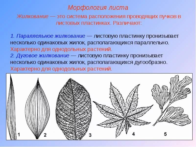 Тип жилкования у розоцветных