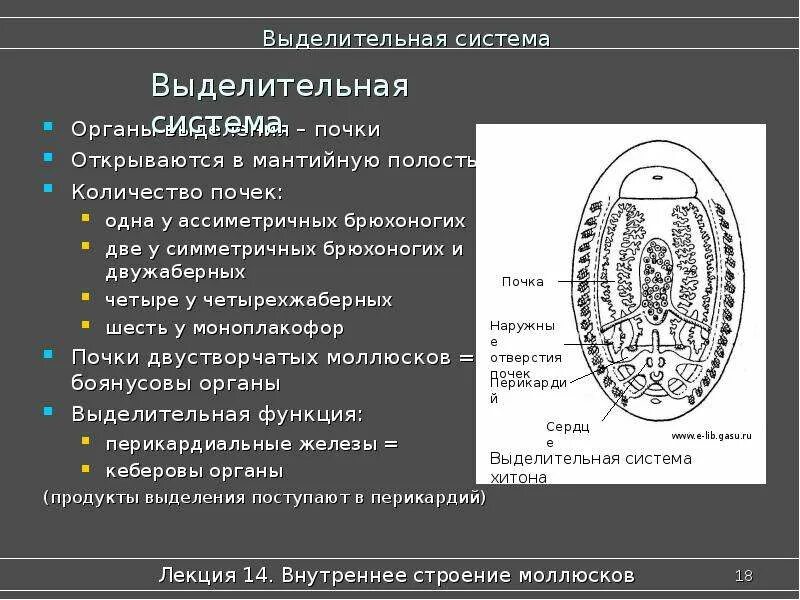 Органы размножения открываются в мантийную полость. Моноплакофоры строение. Моноплакофоры моллюски строение. Строение мантийной полости. Внутреннее строение моноплакофор.