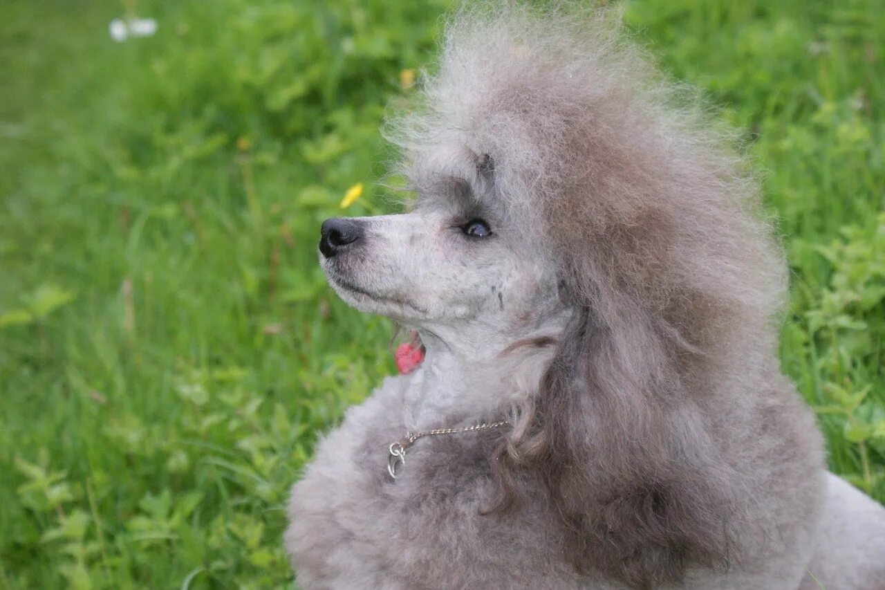 Померанский шпиц и пудель. Карликовый пудель серый. D. Американский пудель. Теакуп пудель карликовый.