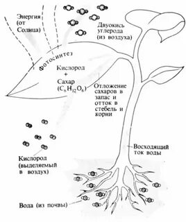 Схема что дают растения животным