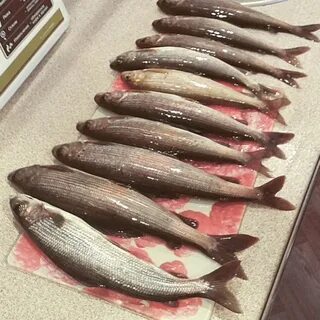 Хариус свежемороженый