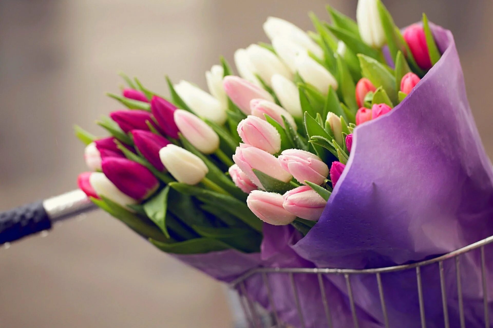 Тюльпаны стильные картинки. Букет весенних цветов. Красивые тюльпаны. Весенние тюльпаны.
