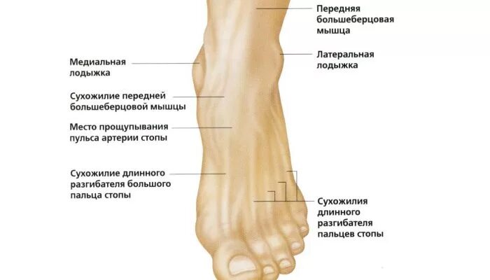 Нога человека щиколотка. Медиальная лодыжка большеберцовой кости. Медиальная лодыжка расположена на кости. Медиальная и латеральная лодыжки.