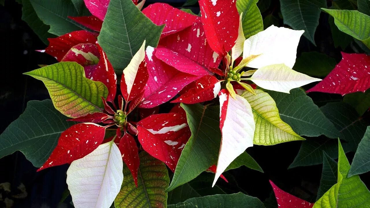 Почему пуансеттию называют Рождественской звездой? Plantas de inverno, Plantas, 