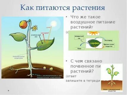 Питается соком растений