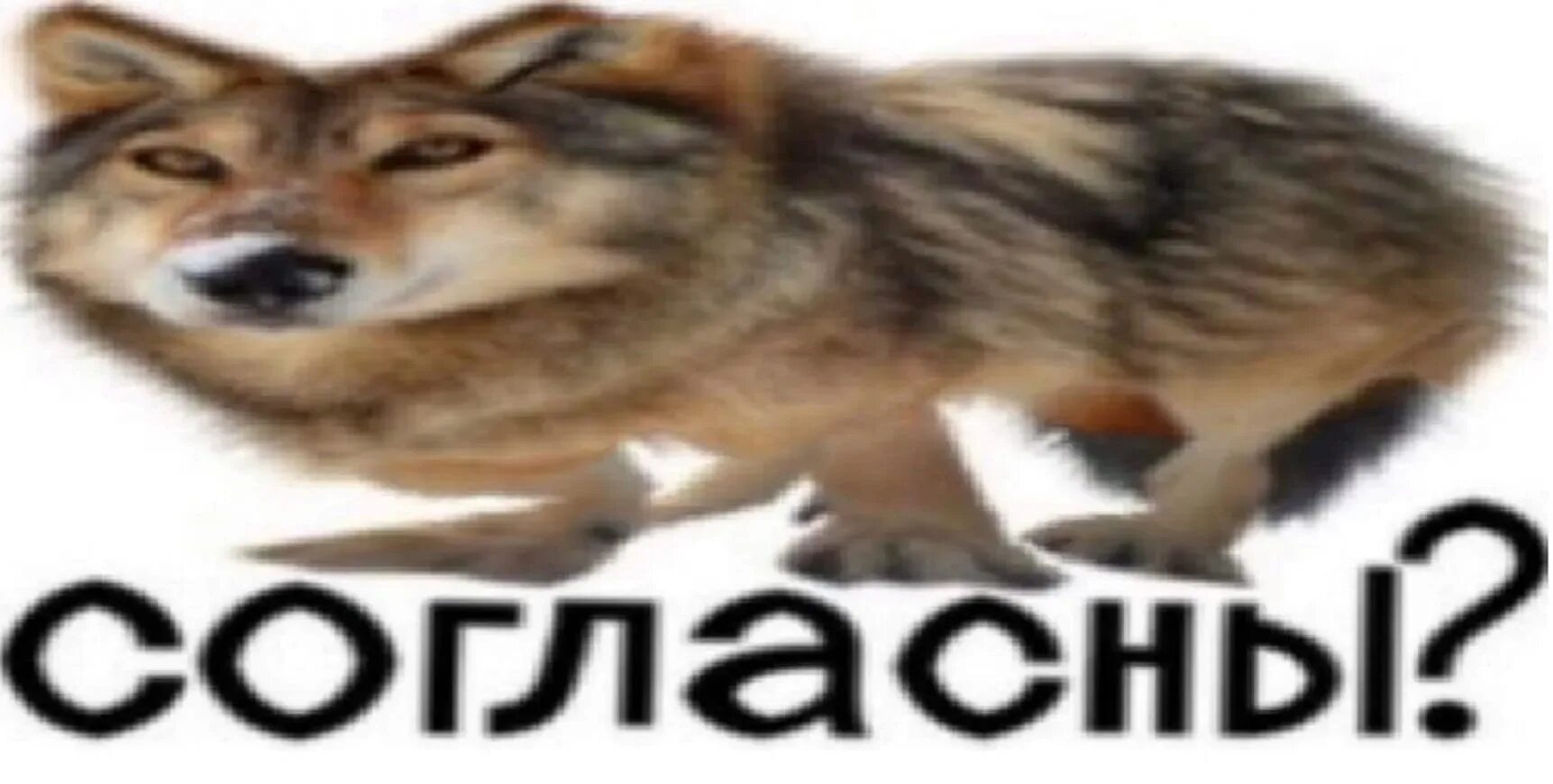 Что значит шакалить