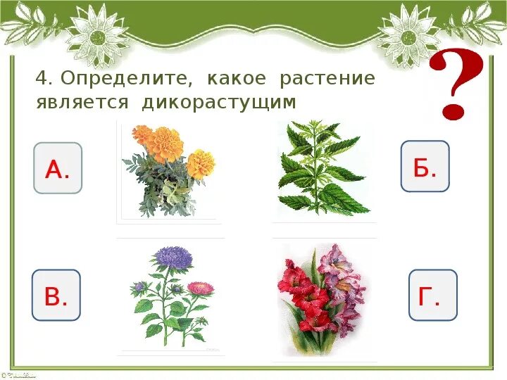 Цветы дикорастущие и культурные. Дикорастущие и культурные растения задания. Дикорастущие и культурные растения. Комнатные и дикорастущие растения.