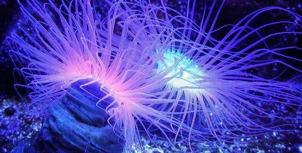 биолюминесценция медузы. олиндиас формоза. какое морское животное излучает свет. биолюминесцентная медуза. медуза ночесветка.