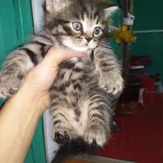 Котята кемерово