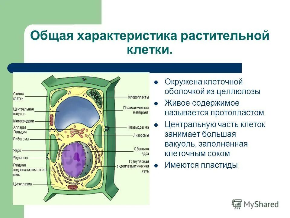 Что имеет растительная клетка. Строение растительной клетки 10. Вакуоль хлоропласт и клеточная стенка. Строение растительной клетки 10 класс биология. Функции составных частей растительной клетки.