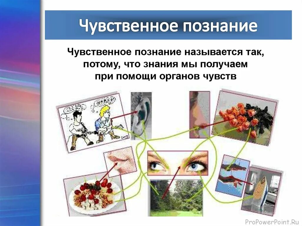 Чувственное познание познание с помощью. Чувственное познание. чувственное познание картинки. понятие чувственное познание.
