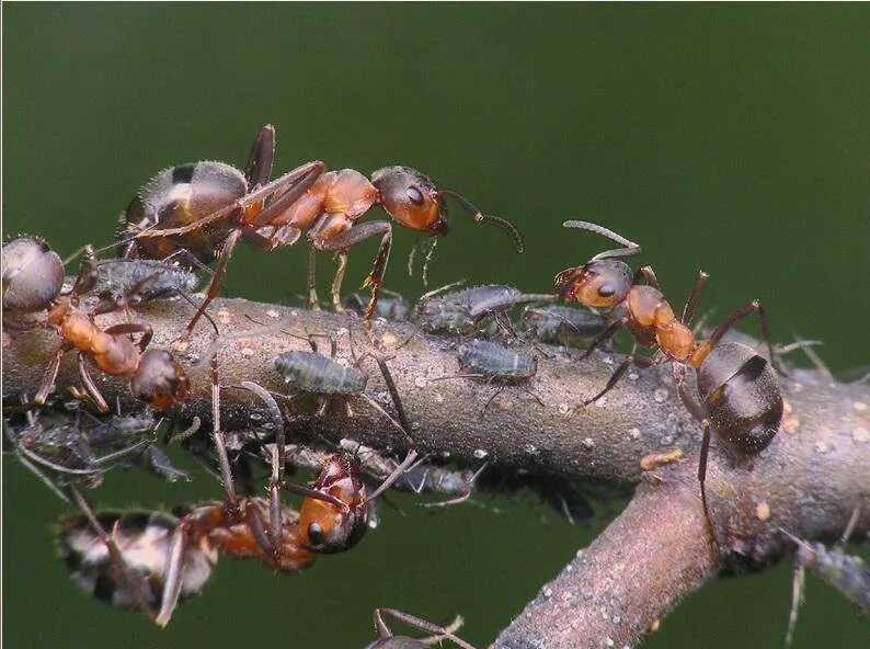 Рыжий муравей питание. Формика Руфа Муравейник. Рыжий Лесной муравей Муравейник. Красногрудый муравей-древоточец. Муравейник рыжих лесных муравьев.