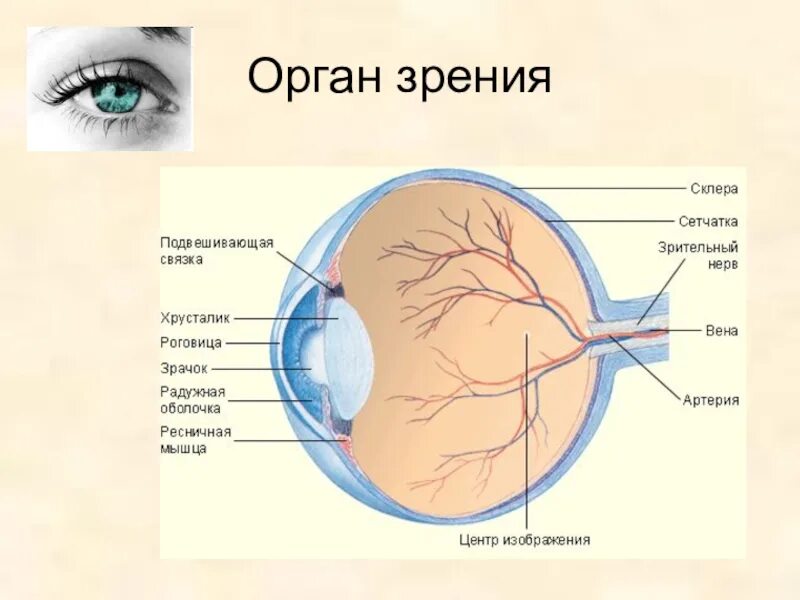 Органы человека глаза. Органы чувств строение глаза. Строение органа чувств зрения. Орган зрения орган чувств анатомия. Строение органов зрения и слуха.