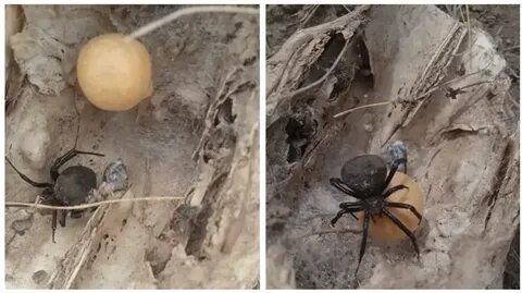 Порно қара еркектер орыс қыздары мен әйелдерін трахает