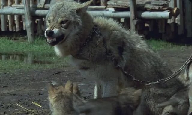 Волчица не позабывшая ребячьих своих забав. Весьегонская волчица (2004). Волчица 1996.
