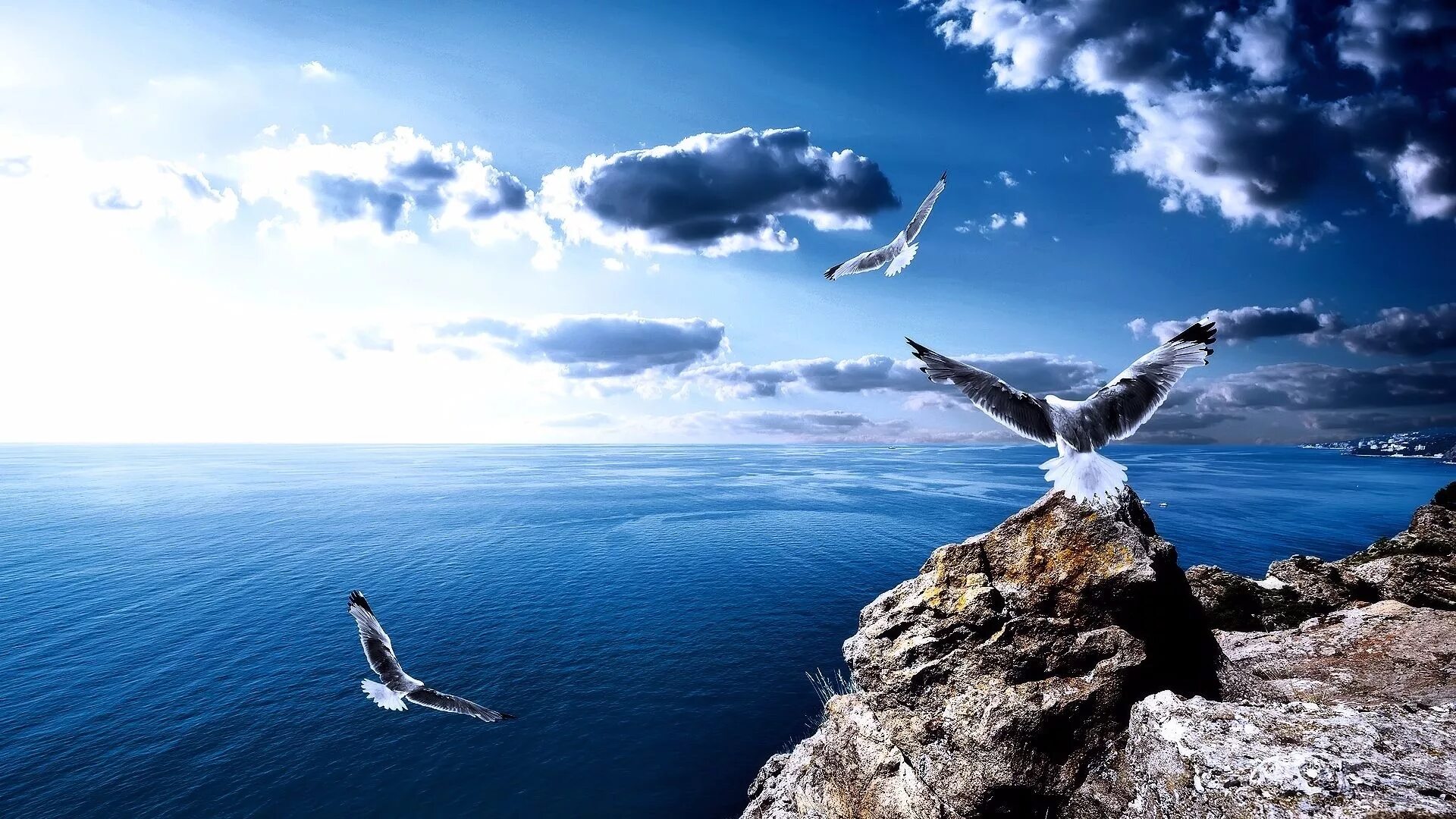 развеянный над морем. чайка иллюстрация минимализм. нил армстронг похороны. развеянный над морем. похороны в море.