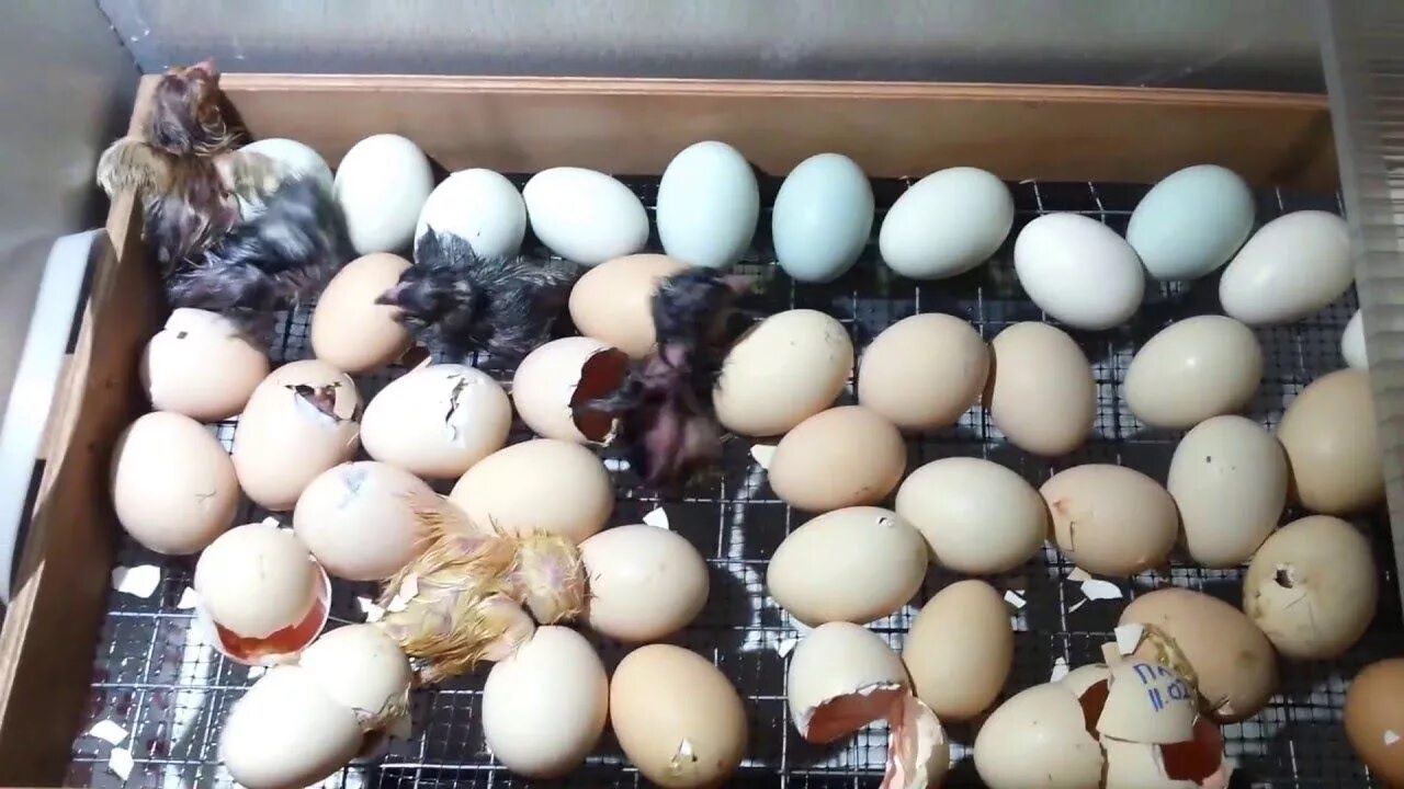 Через какое время после вылупления. Инкубатор Несушка 10 сутки инкубации. Цыплята Брама инкубация. Инкубация яиц цесарки. Инкубационное яйцо индоутки.