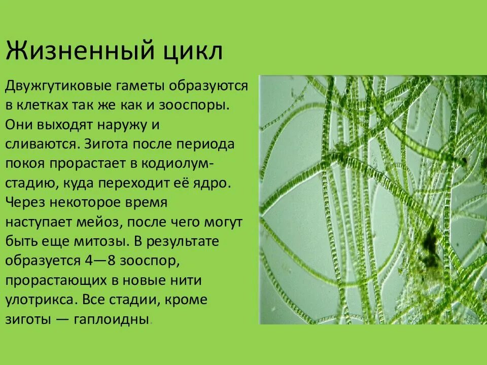 Гаметы мхов образуются в результате. Двужгутиковая гамета. Двужгутиковые клетки. Двужгутиковыми зооспорами размножаются. Улотрикс жизненный цикл.