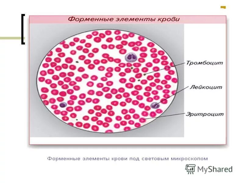 Защитные элементы крови