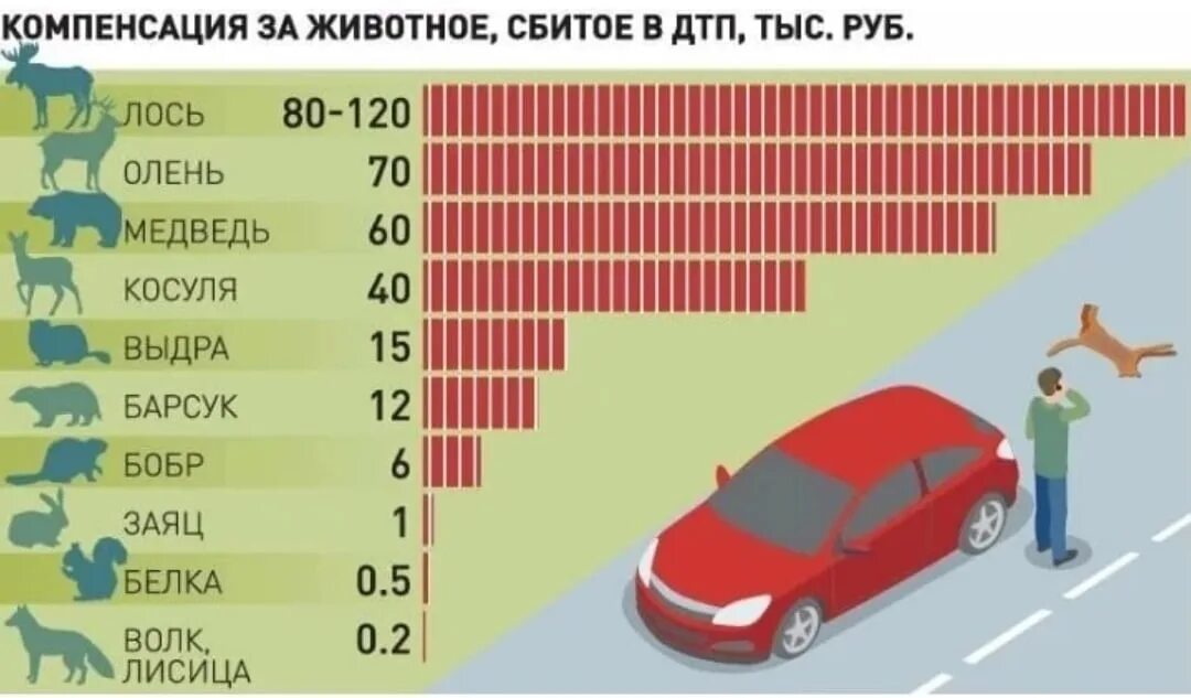 Штрафы за сбитых животных. Штраф за сбитие животного. Штрафы за сбитие животных 2021. Штрафы са сбирых жтвотных2022.