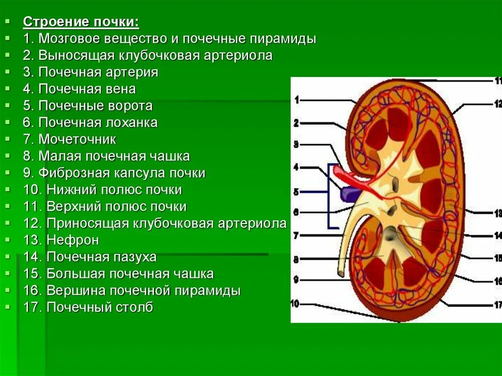 Внутренне строение почки анатомия. Анатомические структуры почки 8. Строение почки по цифрам. Строение почки анатомия дольки. Укажите края почки