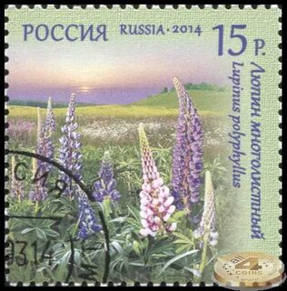 Стихи про люпины короткие красивые