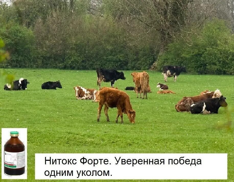Нитокс 200 для крс. Нитокс 200 для телят. нитокс форте. нитокс инструкция по применению в ветеринарии для телят.