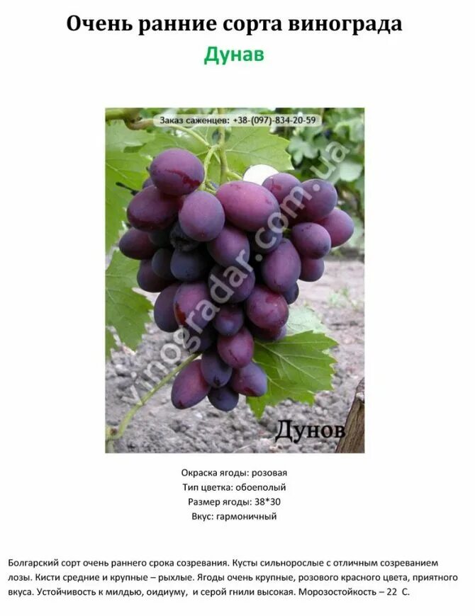 Таблица сортов винограда с характеристиками. Виноград ананасный описание. Сроки созревания винограда. Характеристика винограда. Таблица сортов винограда по срокам созревания.