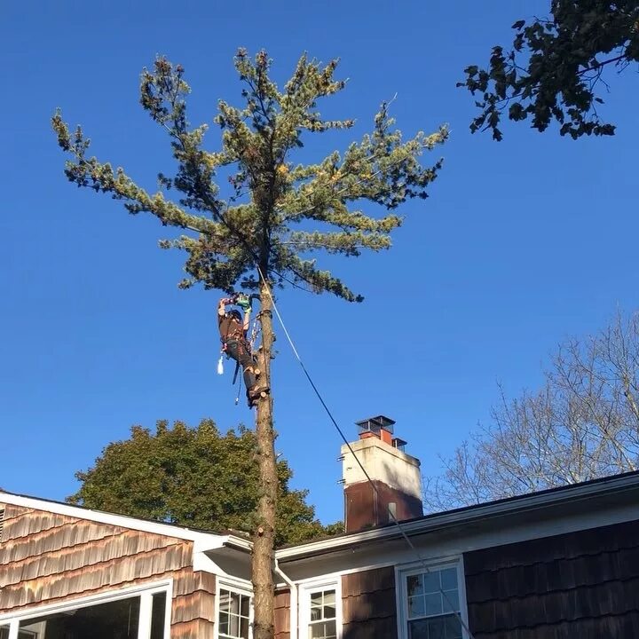 Topping tree. Topping tree