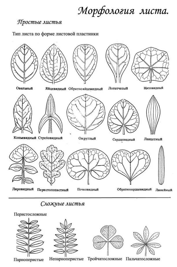 Морфология листа растений таблица. Морфология листа листовой пластинки черешка прилистников. Морфология листа ботаника. Типы листьев по листовых пластинок. Четыре формы листа