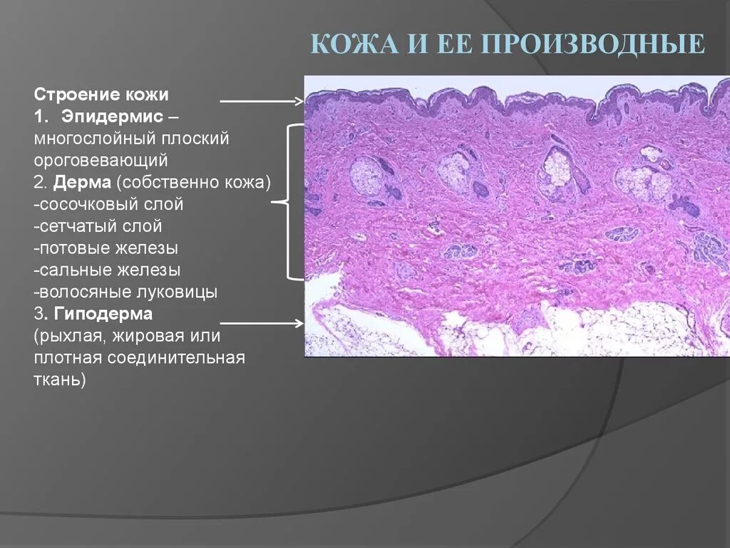 Строение и функции производных кожи. Строение производных кожи. Строение эпидермиса гистология.