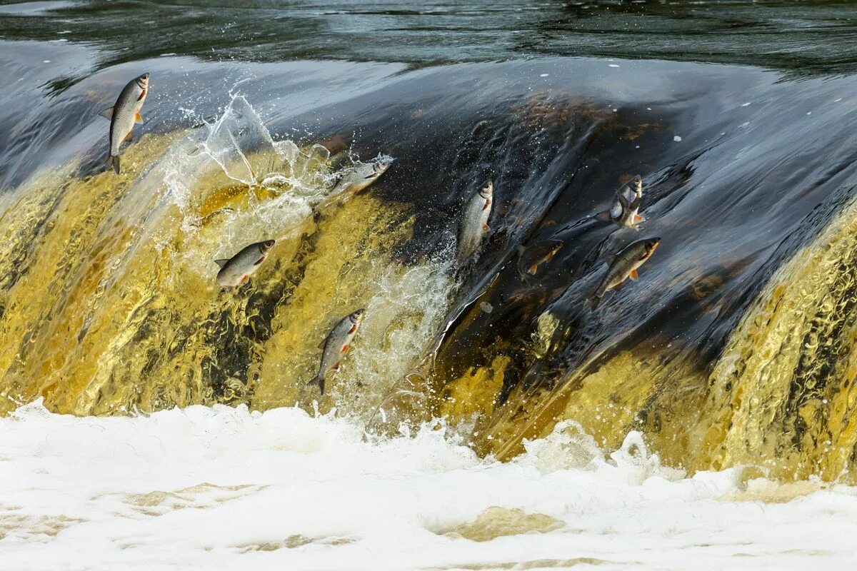 Живая рыба плывет против течения. Нерест форели. Плыть против течения. Форель норвежская. Лосось прыгает.