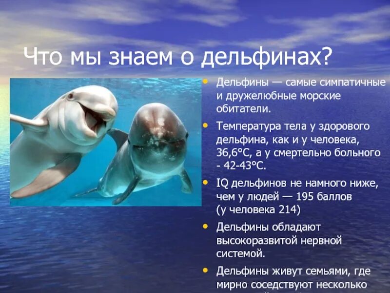 Интересные факты о дельфинах. 1 про дельфинов. 1 про дельфинов. Интересное сообщение о дельфине. Дельфины презентация.