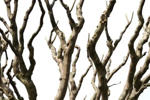 Related branch
