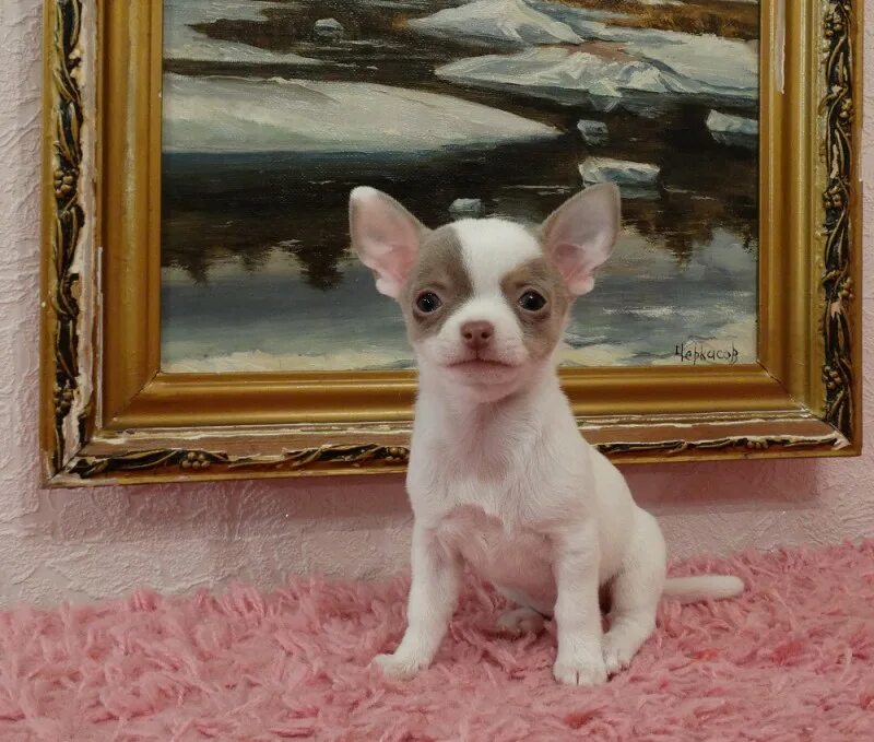Возраст чихуа. Недорогие щенки чихуахуа. Украшение с чихуа. Авито чихуахуа девочки. Чихуахуа девочка.