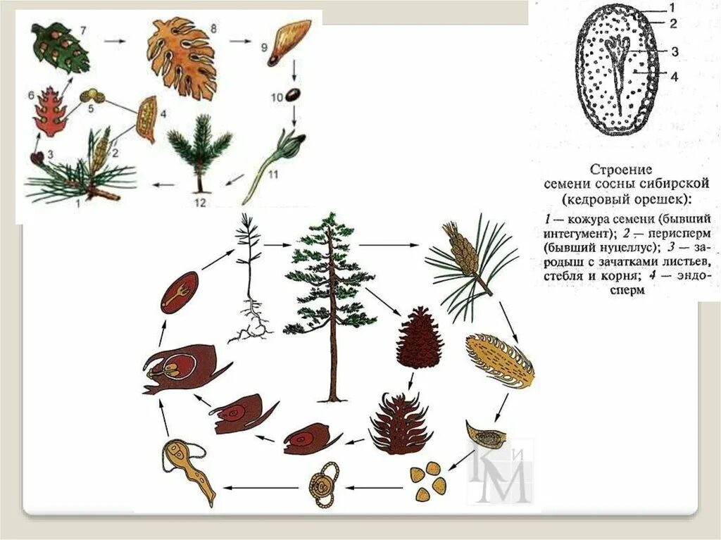 Семян хвойных рисунок. Семена сосны обыкновенной строение. Цикл сосны сибирской. Строение семени сосны кедровой. Внутреннее строение семени сосны сибирской.