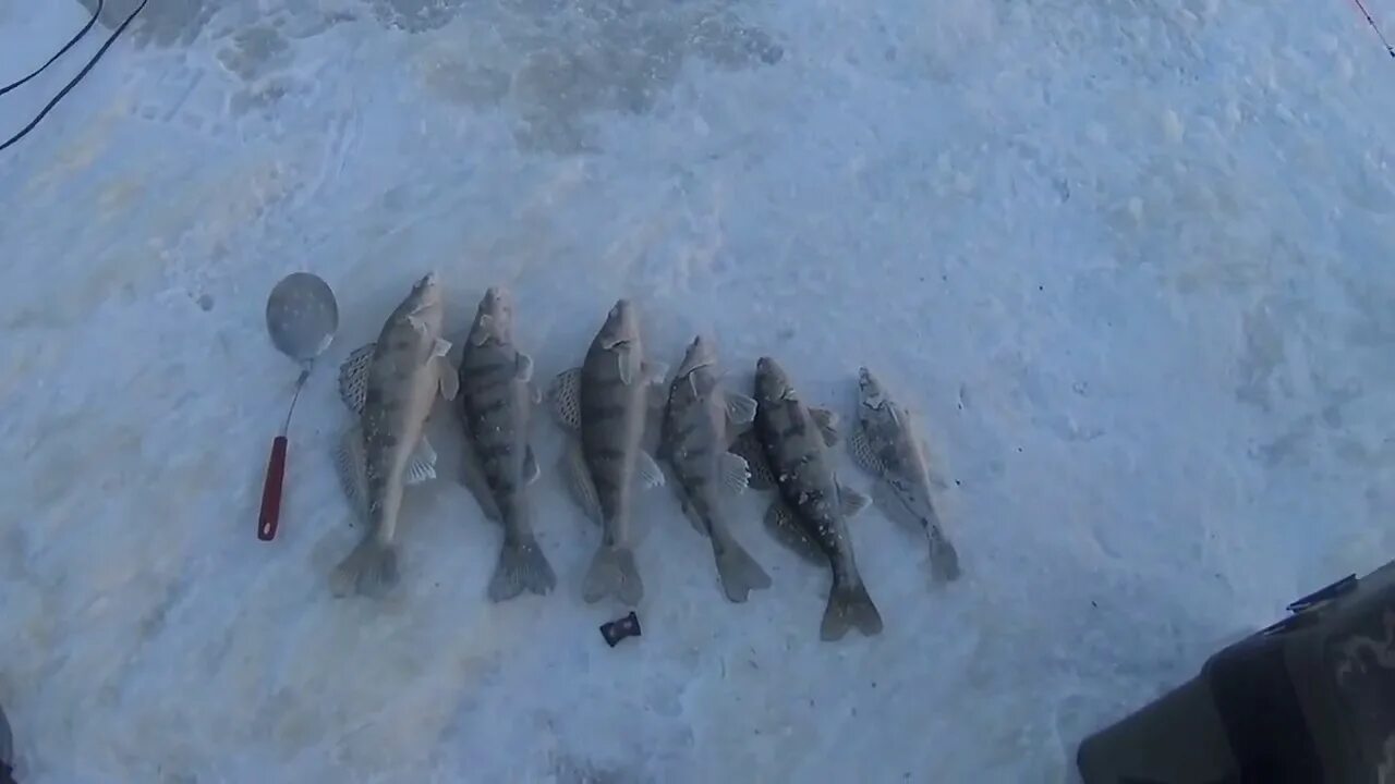 Зимняя рыбалка на судака. Зимняя рыбалка на судака 2023. Чеганда рыбалка зимняя. В Сокольском рыбалка на берша зимой.