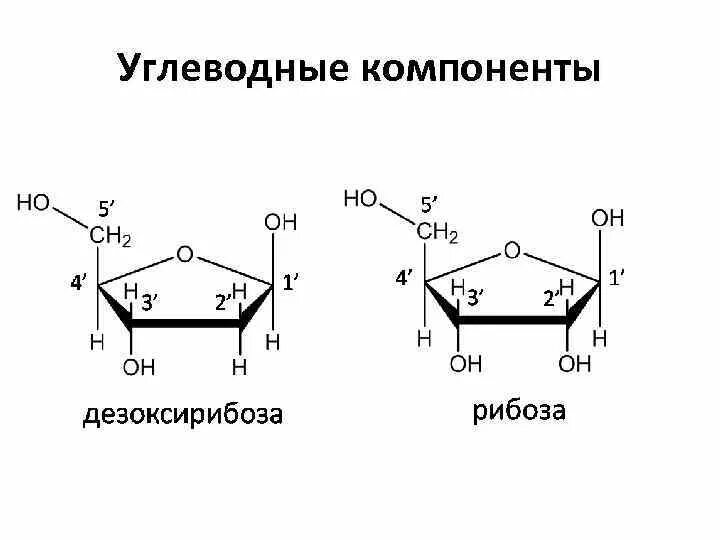 Биологическая роль рибозы. Углеводные компоненты: рибоза и дезоксирибоза.. Строение рибозы и дезоксирибозы. Циклические формы рибозы и дезоксирибозы. Рибоза и дезоксирибоза формулы.