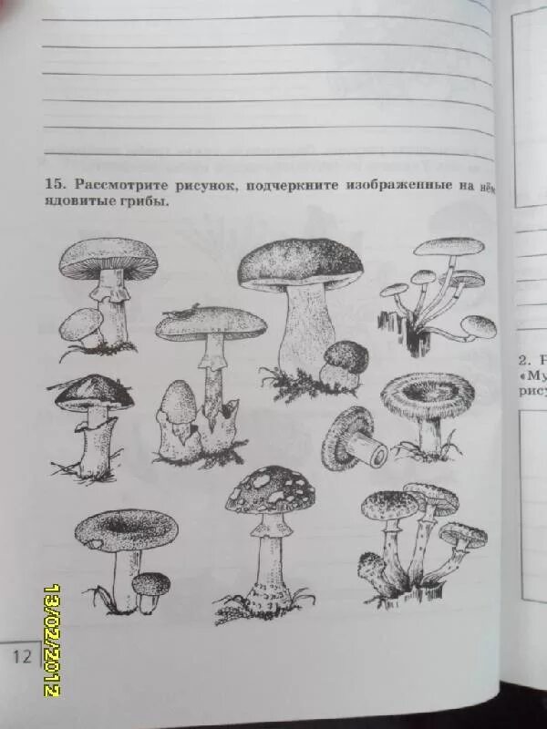 Тест грибы 7 класс с ответами. Грибы тетрадь для 7 класс Захаров Сонин. Углеводы рисунок Захарова Сонин. Рисунок по биологии 7 класс Захаров Сонин царство грибы стр 22-25. Фот Колька Зонин с грибами.