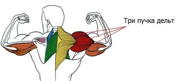 Три пучка дельтовидной мышцы. Средний пучок дельтовидной мышцы упражнения. Передний пучок дельтовидной мышцы упражнения. Задний пучок дельтовидной мышцы.