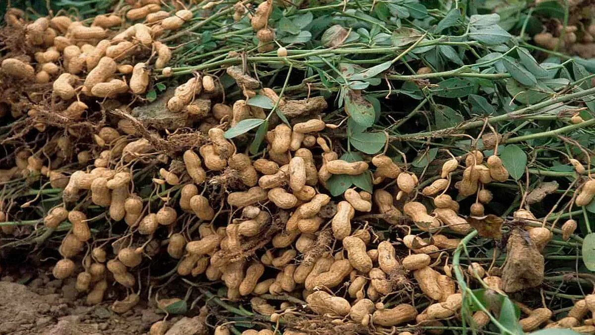 Арахис орех или боб. Земляной орех арахис. Арахис культурный Земляной орех. Арахис в Южной Америке. Какирастет арахис.